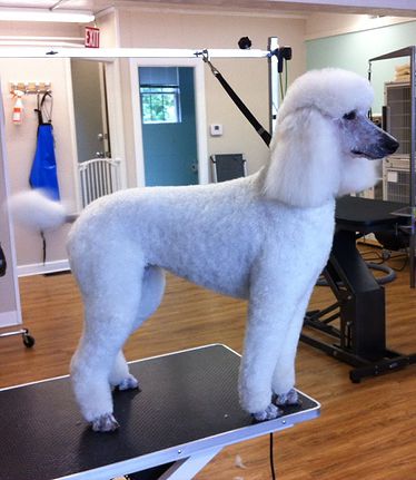 Perfect Paws Dog Groomer | Wakefield RI 